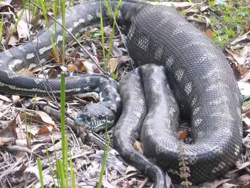 Con trăn này vừa nuốt chửng một con mồi khủng.