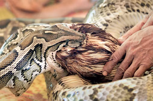 Con trăn khổng lồ này đang cố gắng nuốt con mồi được người chủ đưa cho.