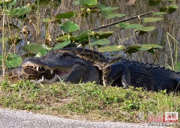 Tuy nhiên, cá sấu vẫn bị trăn siết chặt cho tới chết.