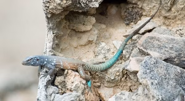 Không chỉ có thể tự tái tạo phần đuôi của mình, loài thằn lằn trinh nữ Whiptail (thuộc chi Cnemidophorus) có một "mánh" khác trong việc duy trì nòi giống: tự nhân bản chính mình. Trên thực tế, loài thằn lằn này chỉ tồn tại con cái và sinh sản bằng phương pháp thụ thai đơn tính - tức là trứng của loài này không cần qua thụ tinh, mà phát triển luôn thành cá thể mới.