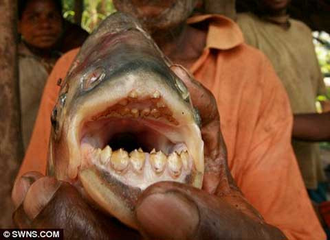 Loài “thủy quái” Pacu, nặng hơn 18kg, có hàm răng giống như con người
