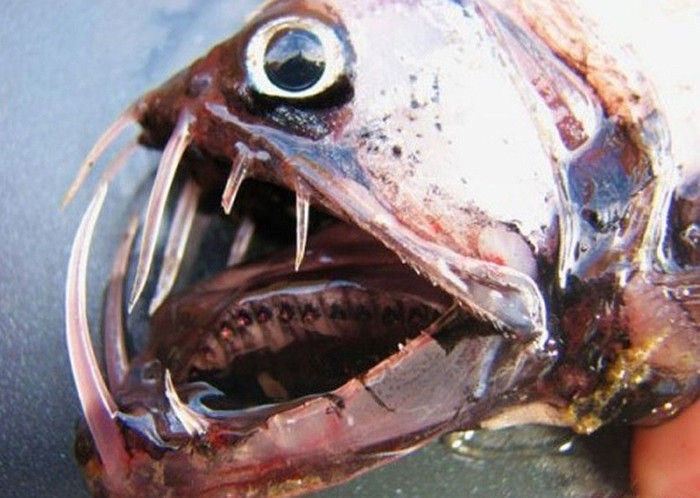 Cá rắn Viper là một trong những loài sinh vật có vẻ ngoài dữ tợn nhất của đại dương.