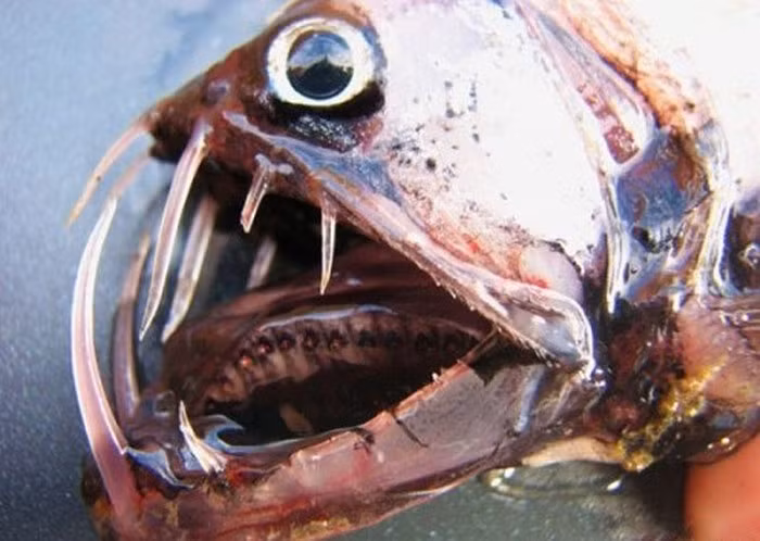 Cá rắn Viper là một trong những loài sinh vật có vẻ ngoài dữ tợn nhất của đại dương.