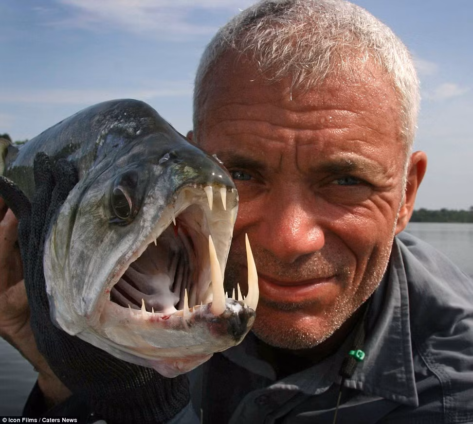 Cần thủ can đảm người Anh Jeremy Wade, 53 tuổi, với một con cá ma cà rồng. Chúng được đặt tên như vậy nhờ những chiếc răng sắc nhọn nhô ra phía trước.