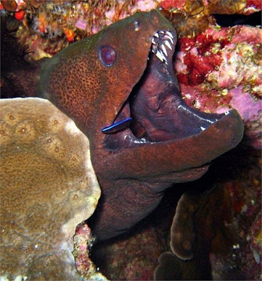 Cá chình được cho là loài cá có miệng trông đáng sợ nhất. Những chiếc răng nhỏ mọc thành tầng trên hai dải lưỡi như chiếc dao lam.