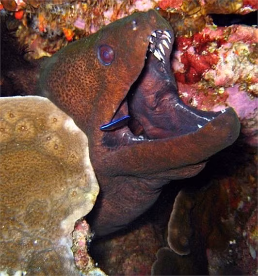 Cá chình được cho là loài cá có miệng trông đáng sợ nhất. Những chiếc răng nhỏ mọc thành tầng trên hai dải lưỡi như chiếc dao lam.