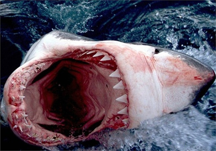 Hàm răng sắc nhọn, hung dữ của cá mập trắng.