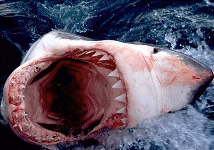 Hàm răng sắc nhọn, hung dữ của cá mập trắng.
