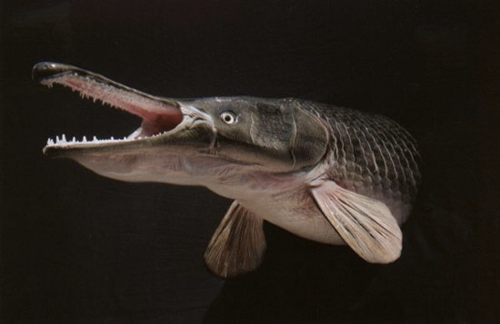 Cá sấu mõm dài (Alligator Gar) thường sống ở sông hồ thuộc châu Mỹ. Tuy nhiên, những con lớn nhất thường sống ở khu vực Bắc Mỹ, với cân nặng lớn nhất có thể lên đến gần 200kg và chiều dài lên đến 3m.