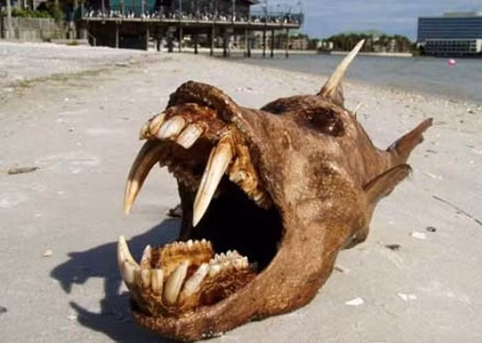 Cá địa ngục khá là xương xẩu với một lớp vảy màu nâu. Hàm răng của loài “quái vật” này to dài và sắc nhọn.