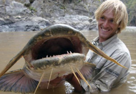 Cá da trơn Ấn Độ (Goonch) sống chủ yếu trên sông Kali, chạy giữa Ấn Độ và Nepal. Với chiều dài gần 2m và cân nặng khoảng 70kg, thủy quái này cũng có một cái miệng khổng lồ cùng hàm răng tuy nhỏ nhưng sắc như dao cạo.