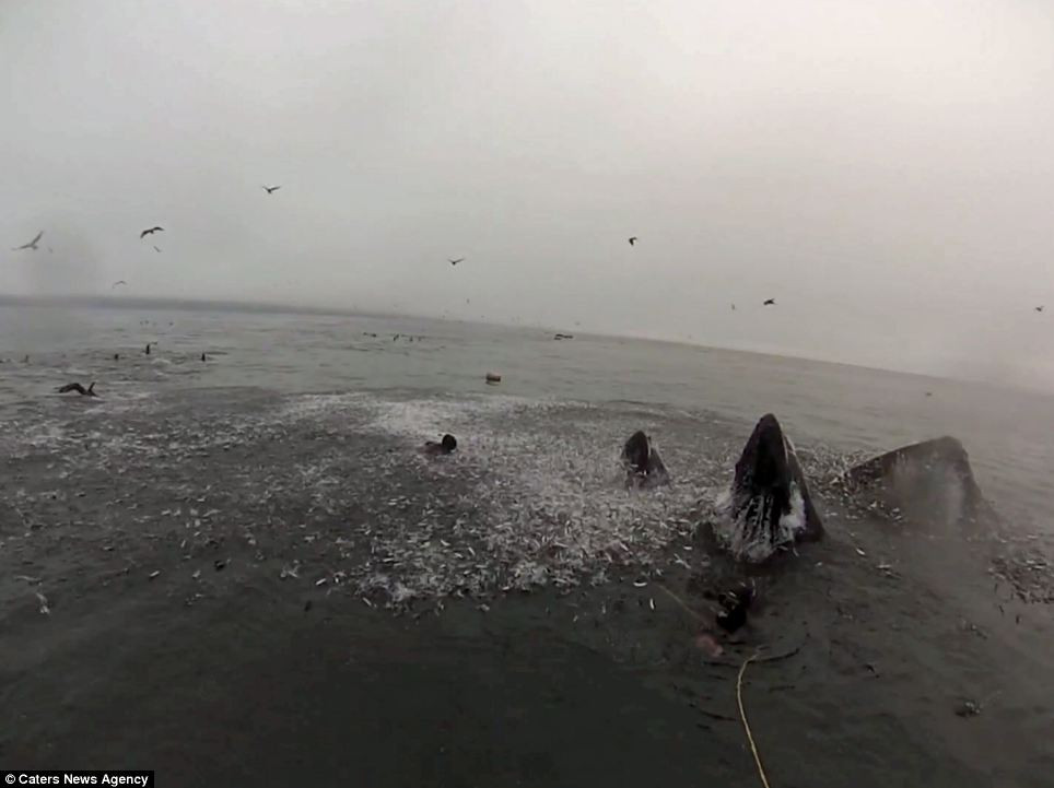 Hai con cá voi lưng gù với kích thước "cực khủng" bất ngờ nhảy lên từ dưới mặt nước, rất gần với hai thợ lặn và đẩy văng cả hai lộn nhào dưới làn nước. Ước tính mỗi con cá voi có trọng lượng khoảng 40 tấn.