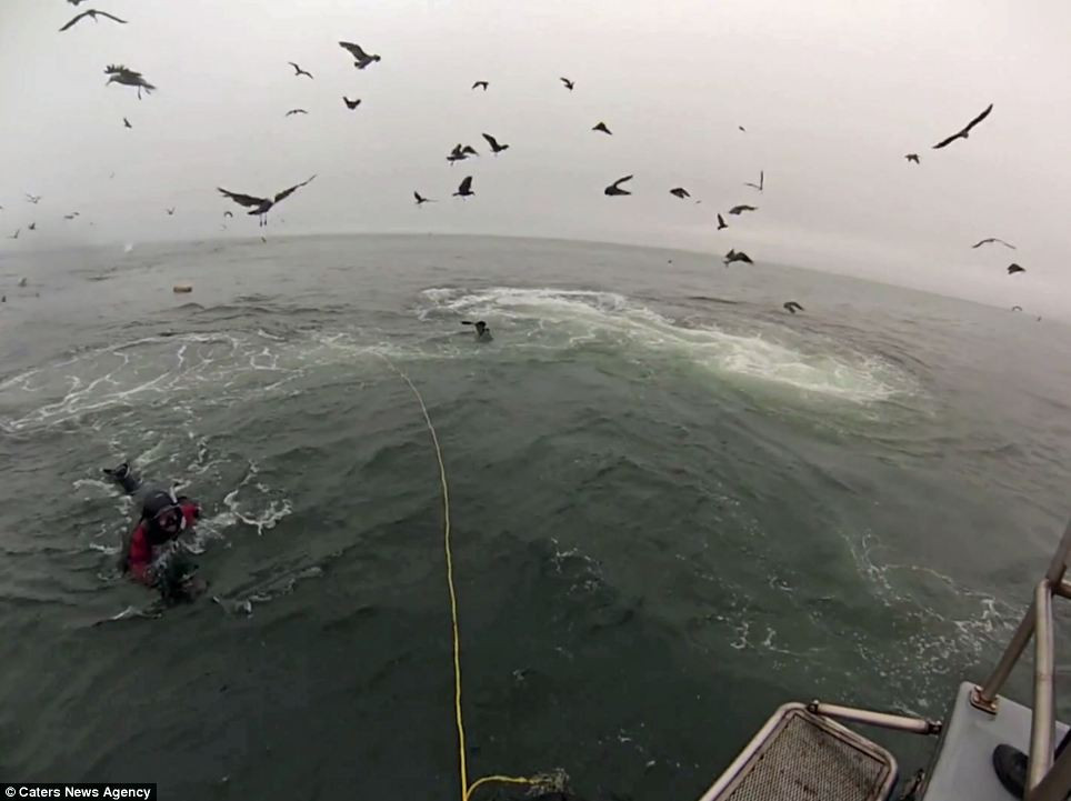 Bất thình lình, một khối bóng nước khổng lồ dâng lên cùng với dày đặc cá mòi vây quanh Shawn và Francis như những quái vật biển đói mồi đang tìm kiếm bữa ăn tối.