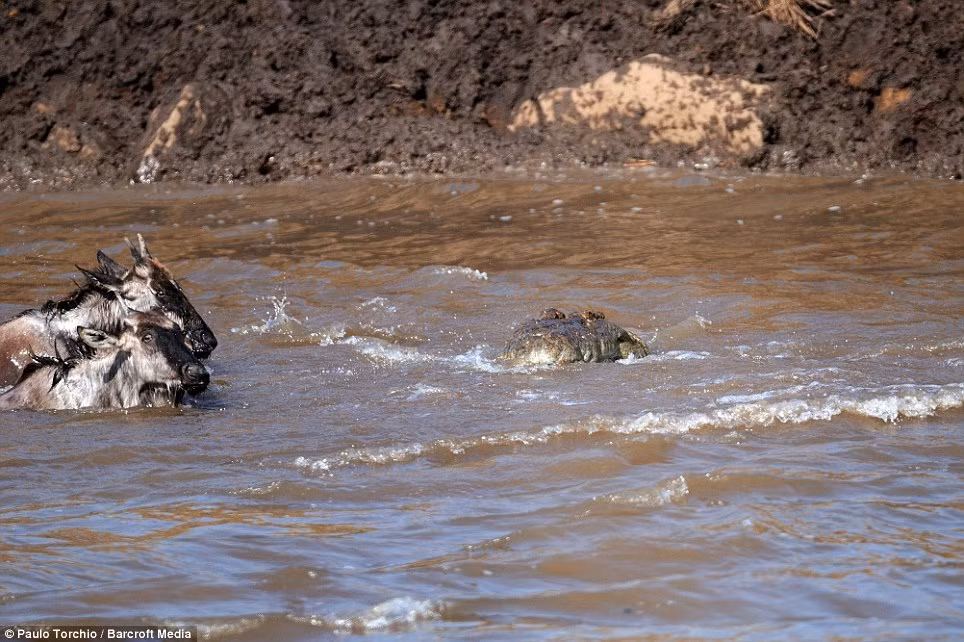 Những con cá sấu ngụy trang một cách khôn ngoan dưới nước...