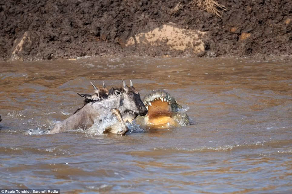 ..."tóm gọn" con mồi khi chúng đi ngang qua.