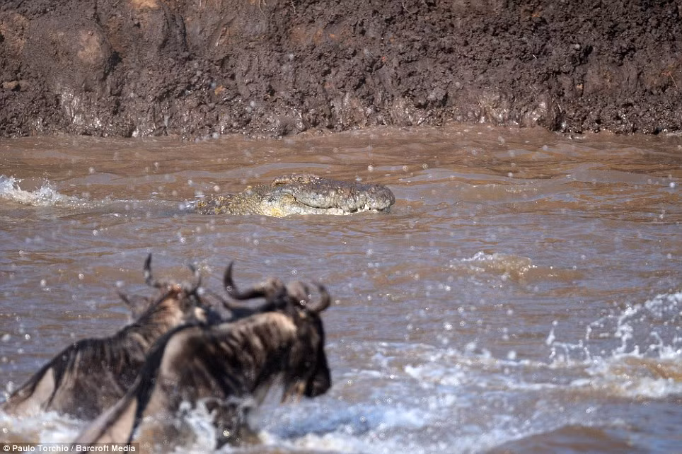 Những con linh dương đầu bò chính là con mồi chính của cá sấu ở vùng sông Tanzania.