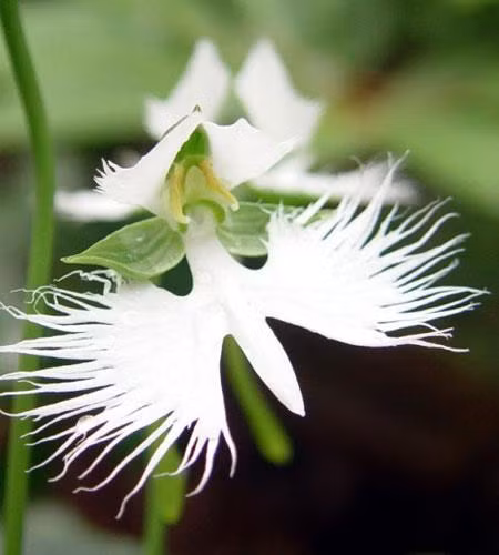 Hoa lan Habenaria radiata còn được gọi là hoa lan diệp bạch do nó rất giống một con diệp bạch.