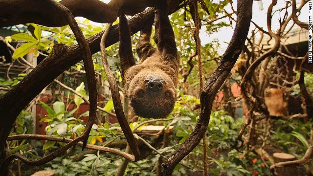 Con lười sống ở vùng Trung và Nam Mỹ. Chúng là động vật ăn tạp, có thể ăn côn trùng, thằn lằn nhỏ… nhưng thức ăn của chúng chủ yếu là chồi, lá và những cành mềm. Tuy tên là “lười” nhưng nó thực sự không lười biếng, nó chỉ khá chậm chạp.