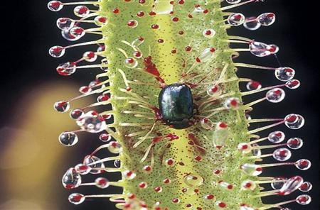 Drosera, thường được gọi là cây gọng vó, một trong những chi lớn nhất của cây ăn thịt, có ít nhất 194 loài. Các thành viên của gia đình Droseraceae thu hút, nắm bắt và tiêu hóa côn trùng bằng tuyến nhầy trên bề mặt lá.