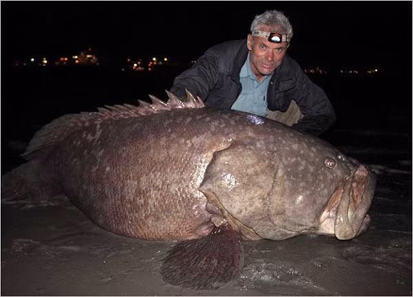 Cần thủ cừ khôi người Anh Jeremy Wade và một con cá mú "khủng" mà ông bắt được ở Queensland. Đây là một trong những con cá vĩ đại nhất mà ông từng tóm được.