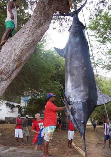 Cần thủ Alexander Trukhachev câu được chú cá cờ xanh nặng tới 553 kg trên quần đảo Cape Verde, giữa Đại Tây Dương.