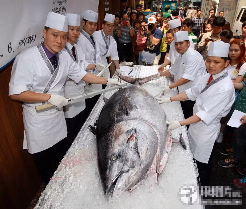 Con cá ngừ khổng lồ nặng 350 kg, dài gần 3 m bị xẻ thịt tại một nhà hàng ở Seoul, Hàn Quốc.