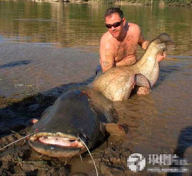 Cần thủ người Anh John Whitaker bắt được một con cá da trơn khổng lồ nặng 74 kg ở Tây Ban Nha.