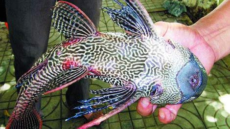 Một nông dân thuộc đảo Hải Nam, Trung Quốc đã bắt được con cá lạ có hình dáng và màu sắc cổ quái và đặc biệt là chúng có thể phát ra tiếng kêu giống loài ếch.