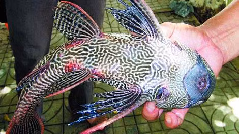 Một nông dân thuộc đảo Hải Nam, Trung Quốc đã bắt được con cá lạ có hình dáng và màu sắc cổ quái và đặc biệt là chúng có thể phát ra tiếng kêu giống loài ếch.