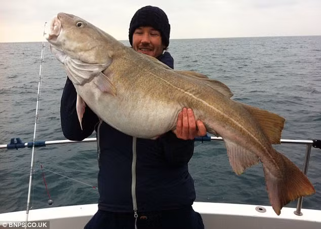 Cần thủ Chris Protor đã may mắn bắt được một con cá tuyết nặng gần 20 kg tại vùng biển ngoài khơi vịnh Pevensey, phía Đông Sussex, Anh.