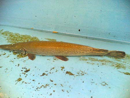 Con cá lạ được bắt ở một dòng kênh ở Kiên Giang. “Quái ngư” này nặng 4,7 kg, dài gần 1 m, hình dáng rất đẹp, toàn thân màu vàng óng ánh, thân tròn, miệng dài, hàm răng giống như cá sấu (Ảnh: Người lao động).