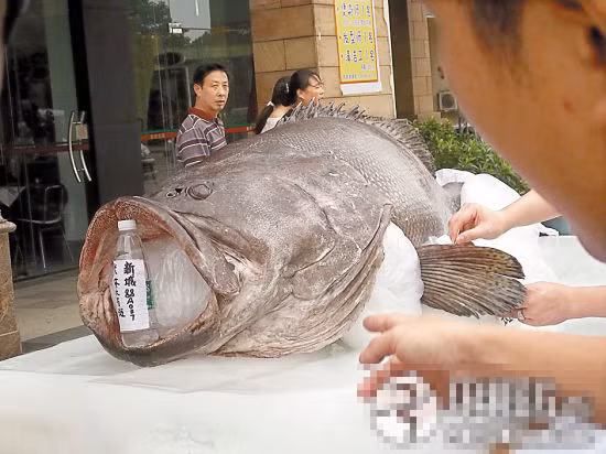 “Quái ngư” khổng lồ bắt được ở Ấn Độ Dương nặng gần 300 kg và dài 2 m.