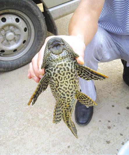 “Quái ngư da báo” bắt được trên sông Trường Giang (Trung Quốc).