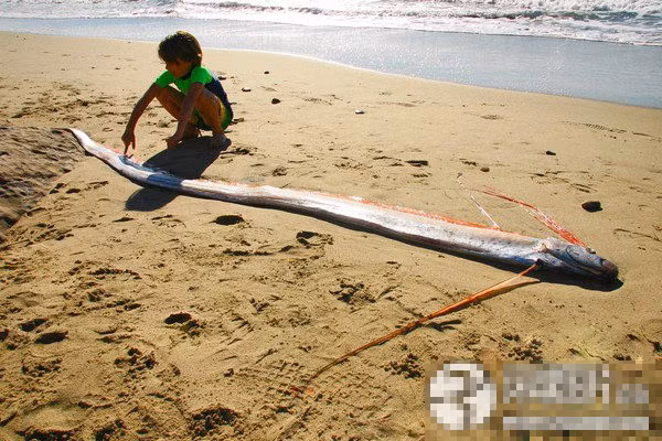 Một con cá mái chèo được phát hiên ở Mailbu, Mỹ với chiều dài hơn 4 m.