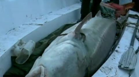 Con cá tầm Kaluga nặng 617 kg bị bắt ở sông Hắc Long Giang thuộc địa phận Tongjiang, Trung Quốc.