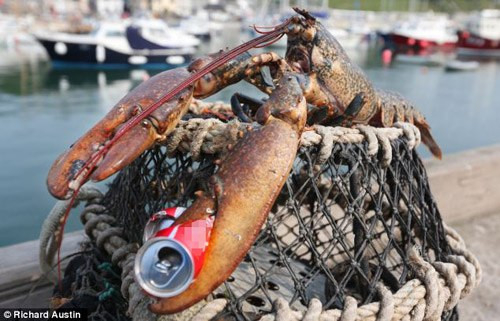 Một ngư dân ở Anh đã bắt một con tôm hùm dài tới 75 cm cùng một cặp càng đáng sợ, sắc bén, có thể cắt đôi lon nước ngọt kim loại.