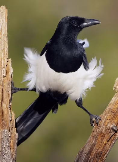 Chim Magpie đứng dạng chân trên hai cành cây ở Tây Ban Nha.