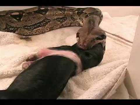 Con trăn khủng đang nuốt con mồi là một chú lợn đen.