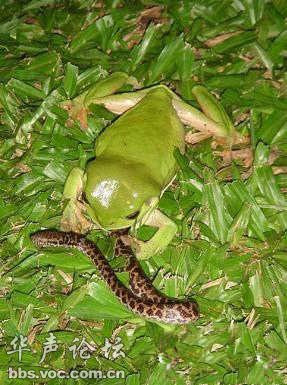  Nó được coi là một trong những loài ếch nguy hiểm nhất trên thế giới. 