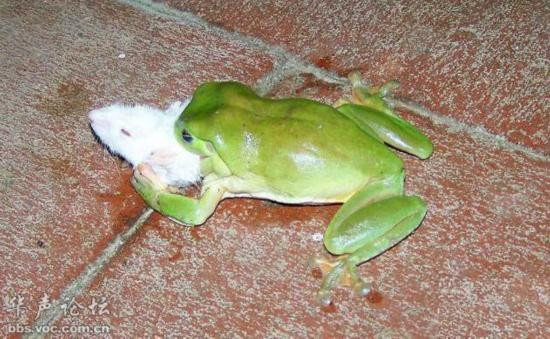  Ngoài ra nó cũng có thể làm thịt cả chú chuột có kích thước tương đương với cơ thể mình. 