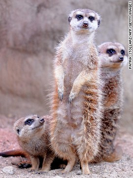 Meerkat là loài động vật có vú nhỏ, là một thành viên của họ cầy mangut. Meerkat sinh sống trong tất cả các khu vực của sa mạc Kalahari ở Botswana và Nam Phi. Loài động vật này sinh sống theo từng bầy, mỗi bầy có khoảng 20 con meerkat, nhưng một số bầy có tới 50 cá thể trở lên. Tuổi thọ trung bình của chúng là từ 12 - 14 năm.