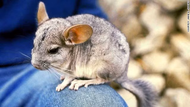 Chuột Chinchilla là loài gặm nhấm, chỉ xuất hiện ở vùng Altiplano thuộc dãy núi Andes - Nam Mỹ. Chúng sống ở độ cao từ 3.700 m tới 5.000 m. Chuột Chinchilla có thân mình dài từ 15 - 22 cm, đuôi dài từ 6 - 18 cm, cân nặng từ 200 - 300 g. Bộ lông của chúng vừa dày lại vừa mềm, có màu xám bạc ở trên lưng, màu trắng hoặc vàng ở dưới bụng.