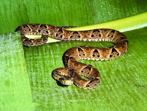 Loài rắn độc Protobothrops Jerdonii có vận tốc tấn công rất nhanh. Người bị loài rắn độc này tấn công mà không được chữa trị kịp thời có thể bị tức ngực, đau cơ và có thể tử vong vì suy hô hấp và suy thận cấp.