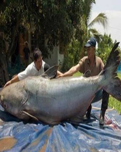 Cá catfish sông Mê Kông "khủng" dài 2,8 mét và nặng 293 kg, tương đương kích cỡ của con gấu xám trưởng thành.