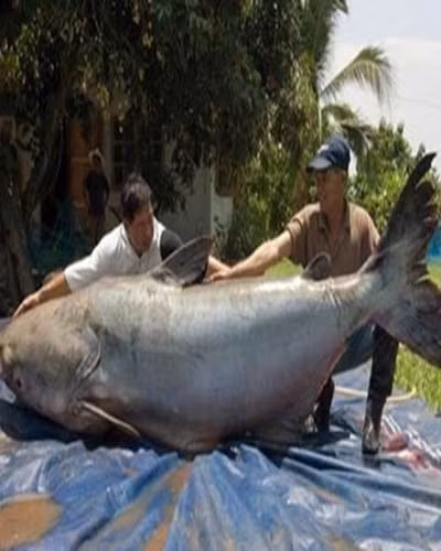 Cá catfish sông Mê Kông "khủng" dài 2,8 mét và nặng 293 kg, tương đương kích cỡ của con gấu xám trưởng thành.