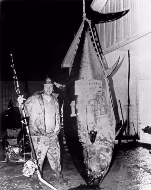 Con cá ngừ vây xanh Đại Tây Dương lớn nhất thế giới được bắt ở Aulds Cove, Nova Scotia vào ngày 26/10/1979. Cần thủ Ken Fraser kéo được con cá nặng 678,6 kg vào bờ sau 45 phút vật lộn.