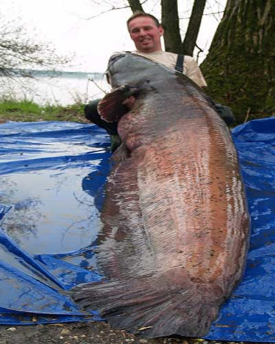 Con cá này nặng tới 117 kg, dài 251 cm, câu được ở Fiume Mincio, Italy.