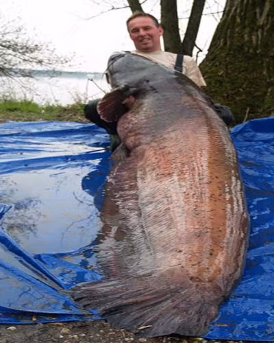 Con cá này nặng tới 117 kg, dài 251 cm, câu được ở Fiume Mincio, Italy.