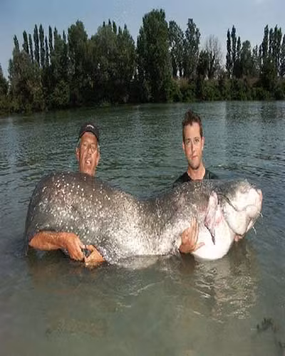 Chú cá này ở Petit Rhône, Pháp, đã không thoát khỏi lưỡi câu của các cần thủ. Chú có cân nặng 106 kg, dài 241 cm.