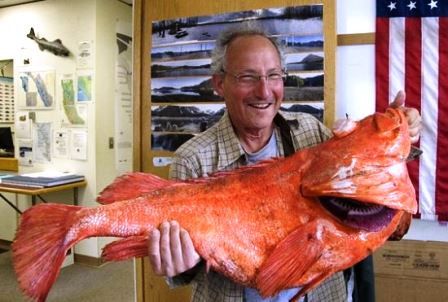 Con cá quân (rockfish) quý hiếm có trọng lượng hơn 17kg, được ông Henry Liebman đánh bắt ở ngoài bờ biển bang Alaska, Mỹ.